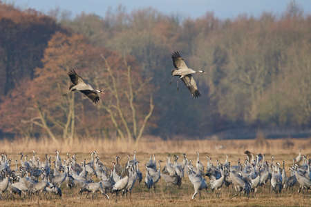 Common crane in its natural habitat in Swedenの写真素材
