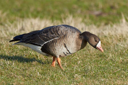 Greater white-fronted goose in its natural habitatの写真素材