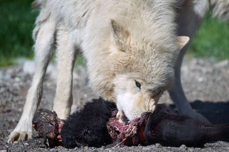 Arctic wolve eating raw meat in its habitatの写真素材