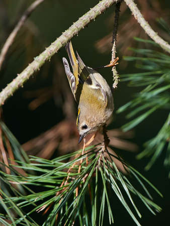 Goldcrest hanging from a branch in its natural habitatの写真素材