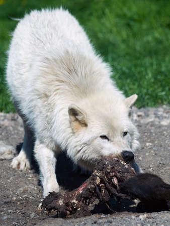 Arctic wolve eating raw meat in its habitatの写真素材