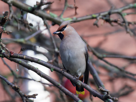 Bohemian waxwing in its natural habitat, Denmark