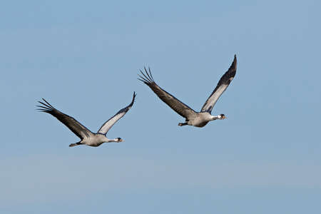 Common crane in its natural habitat in Swedenの写真素材