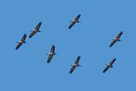 Common crane in its natural habitat in Swedenの写真素材