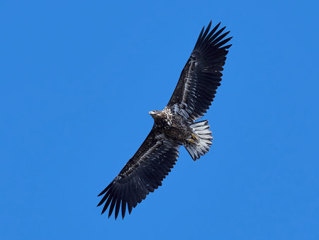 White-tailed eagle in flight with blue skies in the backgroundの写真素材