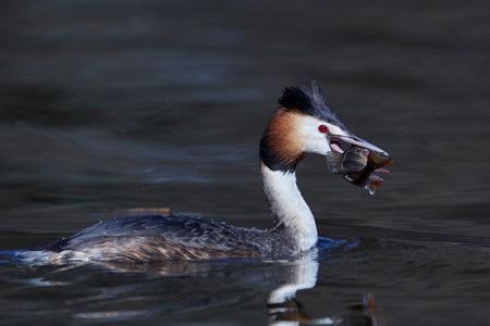 Great crested grebe in its natural habitat with a fish in its beak