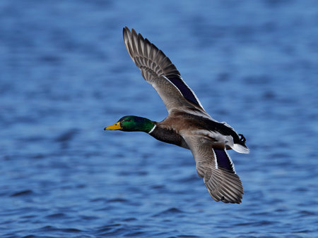 Mallard in flight in its natural habitat in Denmark