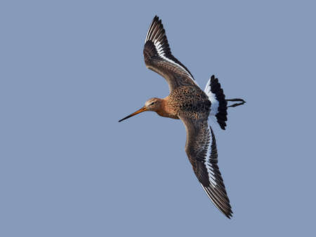 Black-tailed godwit in its natural habitat in Denmarkの写真素材