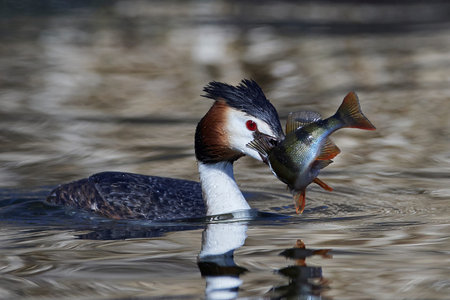 Great crested grebe in its natural habitat with a fish in its beak