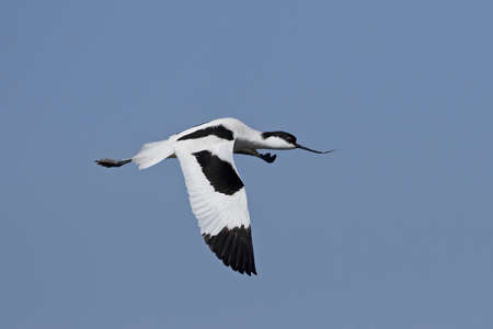 Pied avocet in flight in its natural habitatの写真素材