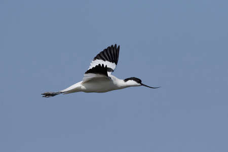 Pied avocet in flight in its natural habitatの写真素材