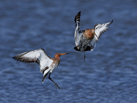 Black-tailed godwit in its natural habitat in Denmark