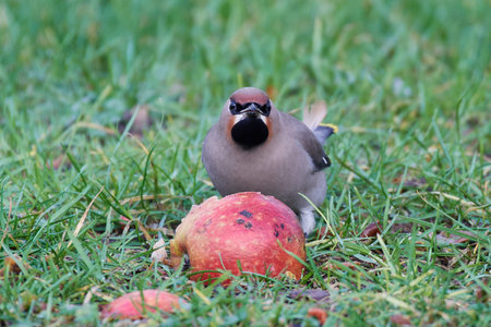 Bohemian waxwing in its natural habitat, Denmark