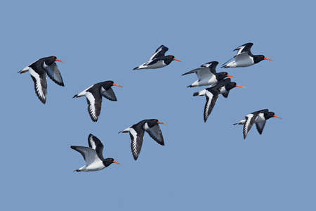 Eurasian oystercatcher in flight with blue skies in the backgroundの写真素材