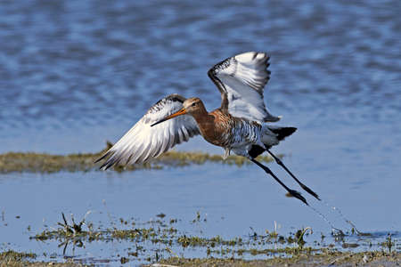 Black-tailed godwit in its natural habitat in Denmarkの写真素材