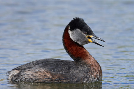 Red-necked grebe in its natural habitat in Denmark