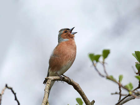 Common chaffinch in its natural habitat in Denmarkの写真素材