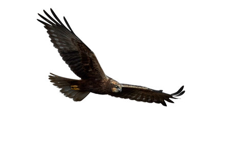 Western marsh harrier in flight isolated on a white background