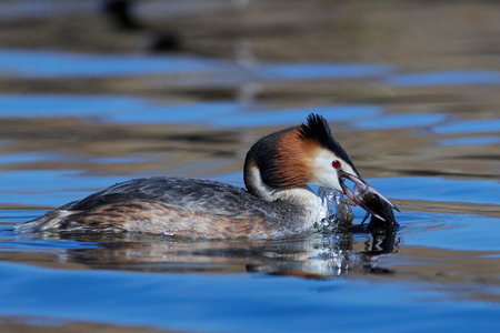 Great crested grebe in its natural habitat with a fish in its beak