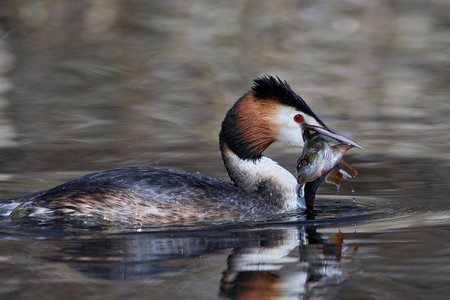 Great crested grebe in its natural habitat with a fish in its beak