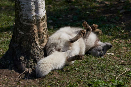 Arctic fox in its natural habitat in the summerの写真素材