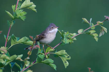 Common whitethroat in its natural habitat in Denmarkの写真素材