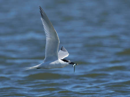 Sandwich tern in its natural habitat in Denmarkの写真素材
