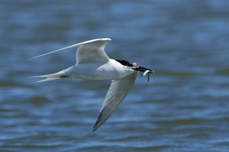 Sandwich tern in its natural habitat in Denmark