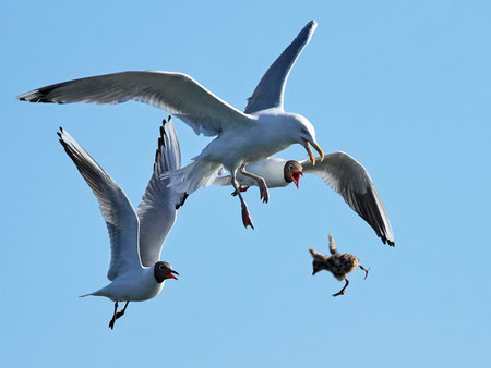 Black-headed gulls chasing a  European herring gull with their chick in its beak