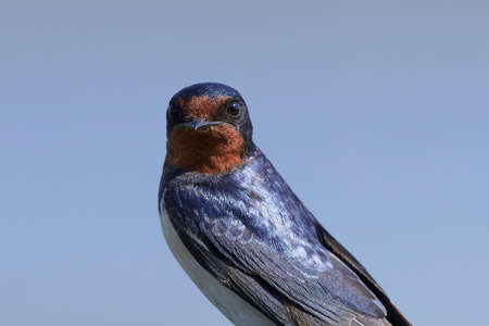 Barn swallow in its natural habitat in Denmarkの写真素材