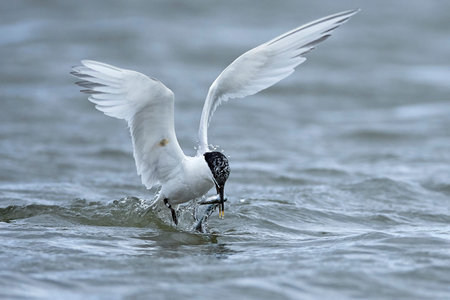Sandwich tern in its natural habitat in Denmark