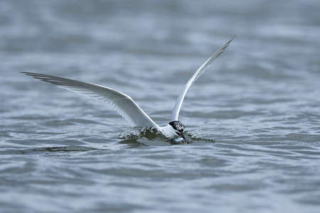 Sandwich tern in its natural habitat in Denmarkの写真素材