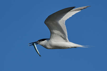 Sandwich tern in its natural habitat in Denmarkの写真素材