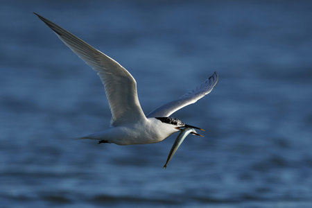 Sandwich tern in its natural habitat in Denmark