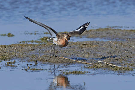 Black-tailed godwit in its natural habitat in Denmarkの写真素材