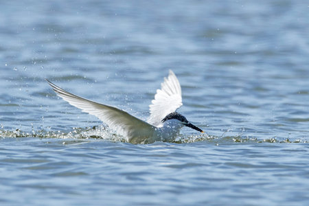 Sandwich tern in its natural habitat in Denmark
