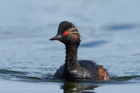 Black-necked grebe in its natural habitat in Denmark