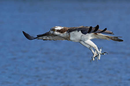 Osprey in flight in its natural habitatの写真素材