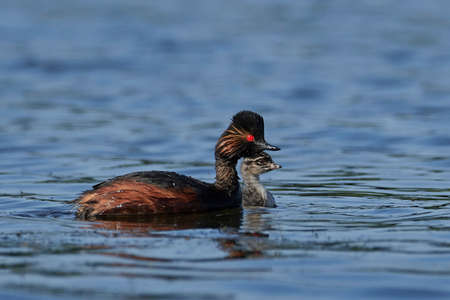 Black-necked grebe in its natural habitat in Denmarkの写真素材