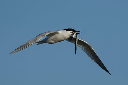 Sandwich tern in its natural habitat in Denmark