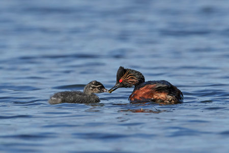 Black-necked grebe in its natural habitat in Denmark