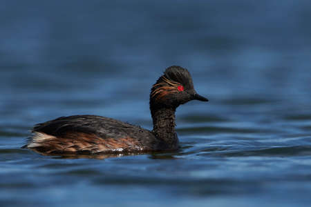Black-necked grebe in its natural habitat in Denmarkの写真素材