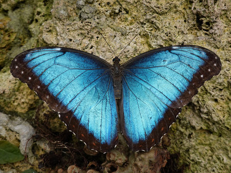 Peleides blue morpho in its natural habitat