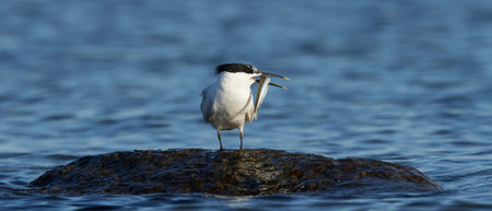 Sandwich tern in its natural habitat in Denmark