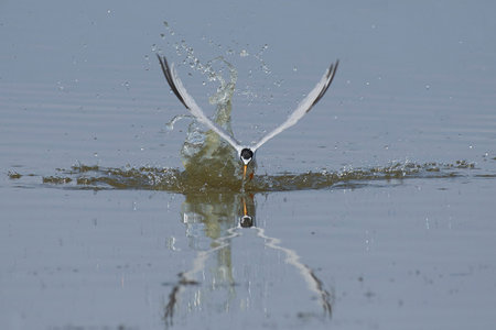Little tern in its natural habitat in Denmark