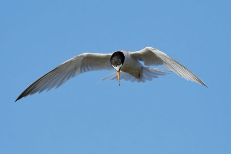 Little tern in its natural habitat in Denmark