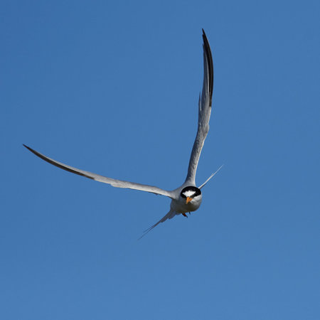 Little tern in its natural habitat in Denmarkの写真素材