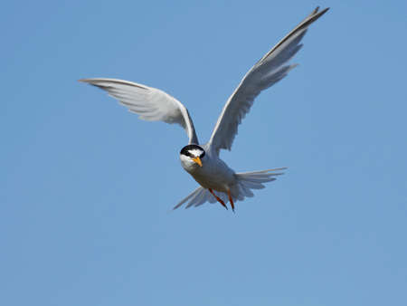 Little tern in its natural habitat in Denmarkの写真素材