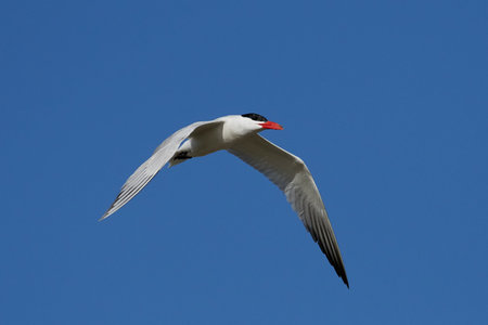 Caspian tern in its natural habitat in Denmark