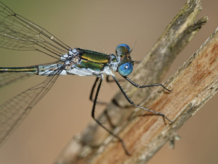 Macro photo of the colorful Emerald damselfly